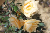 lady-hillingdon3