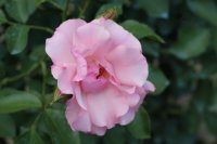 lavinia