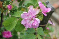 lily-dieck11