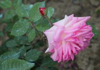 madame-camille-guyot