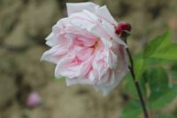 madame-viger