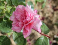 madame-lombard