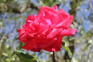 manola