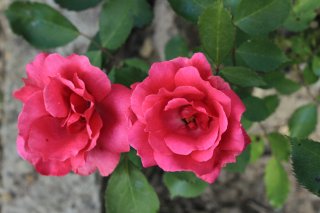 martha-kordes