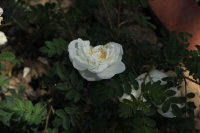 micrugosa