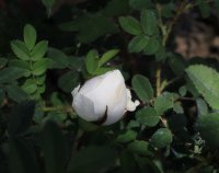 micrugosa2