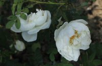 micrugosa3