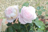 mme-alfred-de-rougemond