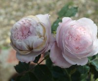 mme-alfred-de-rougemond2
