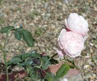 mme-alfred-de-rougemond22