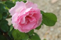 mme-ancelot0
