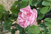 mme-ancelot01