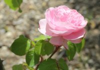 mme-ancelot2