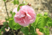 mme-ancelot3