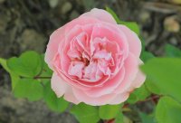 mme-ancelot4