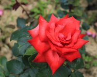 mme-louis-laperriere