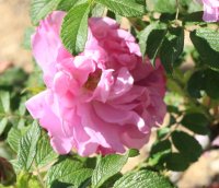 mme-rene-gravereaux3