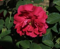 mrs-anthony-waterer