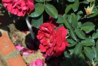 mrs-anthony-waterer2