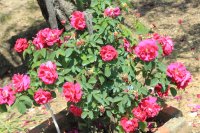mrs-anthony-waterer3