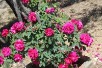 mrs-anthony-waterer4