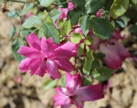 old-blush