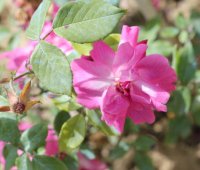 old-blush1759