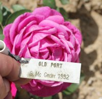 old-port