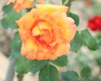 parure-dor