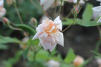 perle-dor-a