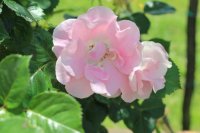 pink-robusta