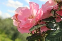 pink-robusta2