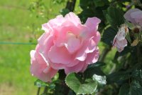 pink-robusta3