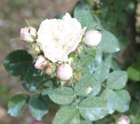 pompon-blanc-parfait