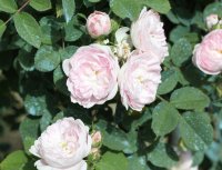 pompon-blanc-parfait2
