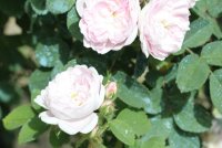 pompon-blanc-parfait3