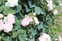 pompon-blanc-parfait4