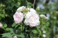 pompon-blanc-parfait5