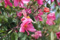 r-chinensis-mutabilis