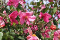 r-chinensis-mutabilis2