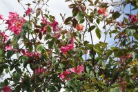 r-chinensis-mutabilis3