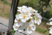 r-rubus-laveillet