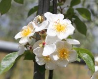 r-rubus-laveillet2