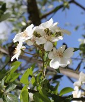 r-rubus-laveillet3