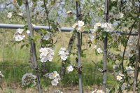 r-rubus-laveillet4