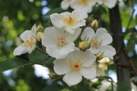 r-rubus-lev