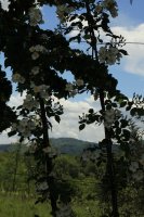 r-rubus-leve