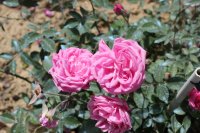 rosa-bengalensis-persoon