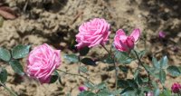 rosa-bengalensis-persoon2