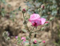 rosa-bengalensis-persoon3